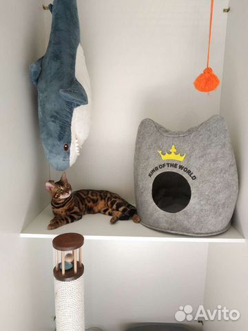 Гостиница для кошек