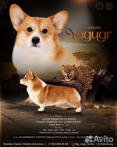 Кобель Вельш Корги Пемброк вязка