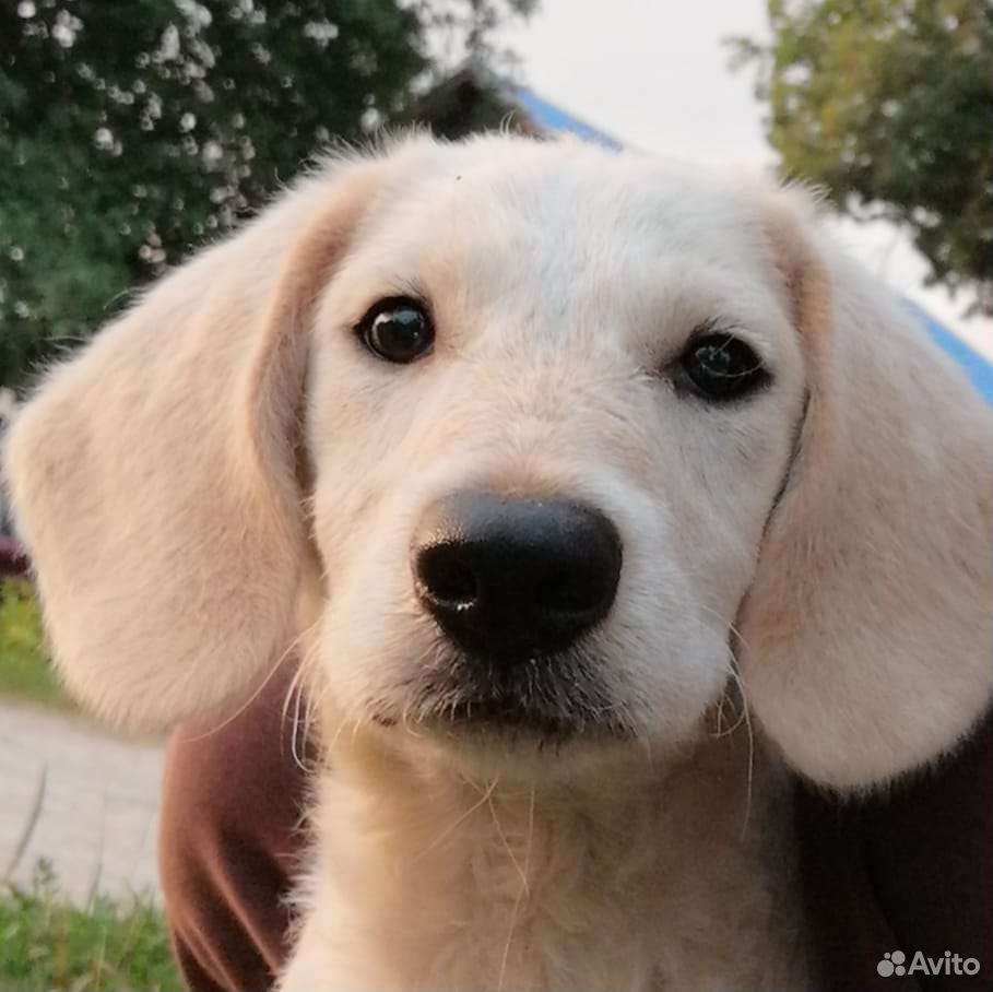 Авито муром животные. Котята за 10 рублей в белорецке. Авито муром животные. Авито муром животные. Кролик.