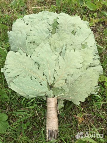 Веники для бани