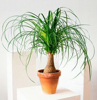 Бокарнея нолина (бутылочное дерево)