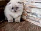 Шикарные Балинезийские котята объявление продам