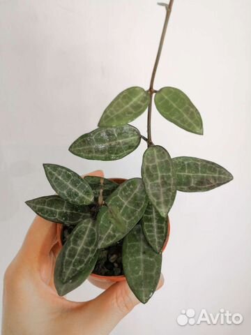 Хойя Эллиптика Керри Вайетти Куртиси