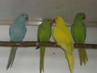 Ожереловые попугайчики объявление продам