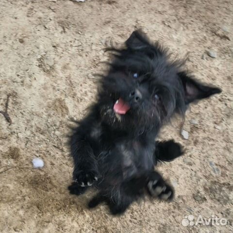 Чертенок-Аффенпинчер