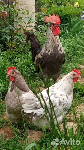 Сильверудд и цветочные куры- инкубационное яйцо