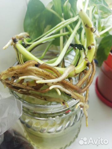 Сциндаптус химмаш