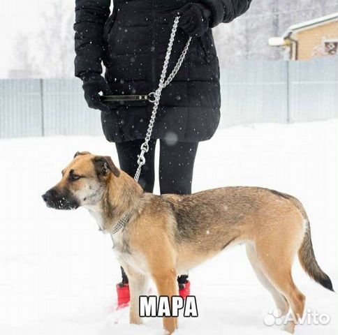 Мара в поисках дома хозяин отзовись