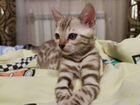 Бенгальская леопардовая кошка объявление продам