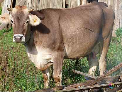 Молоко коровье, домашнее, цельное от Швицкой пород