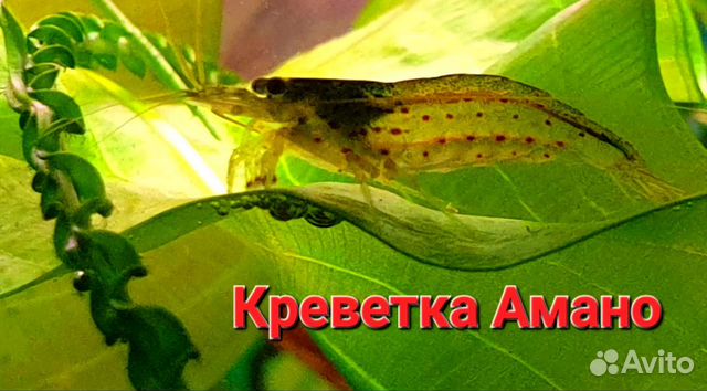 Креветки Аквариумные Амано и Красная Вишня