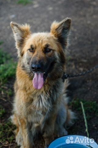 Джесси, фенотип овчарки, ищет любящую семью