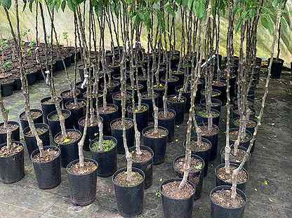Доклад: Как вырастить саженцы деревьев в комнатных условиях