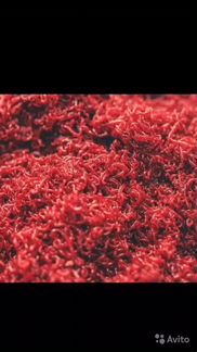 Артемия, Мотыль, Циклоп, Заморозка