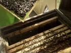 Пчелосемьи на высадку