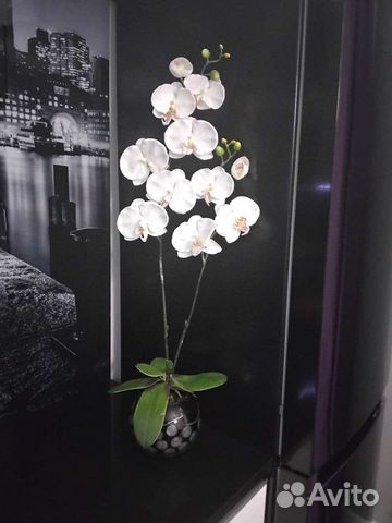 Орхидея