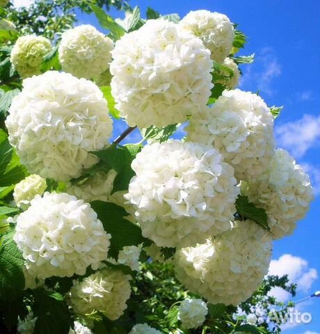 Калина бульдонеж