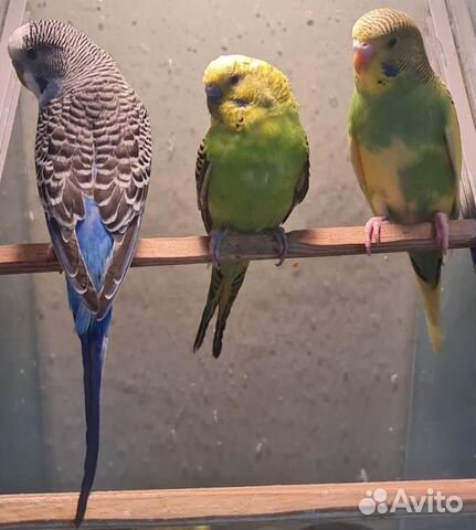 Попугаи волнистые, кореллы, неразлучники, ручные