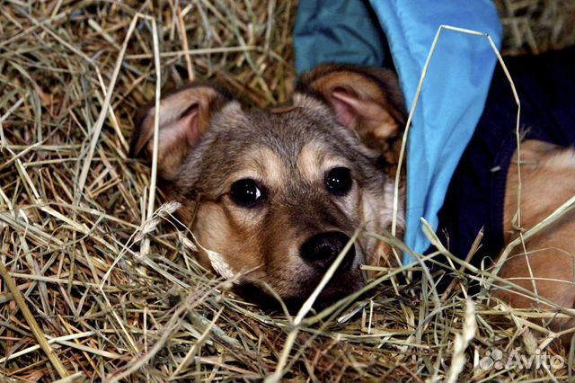 Отдам щенка в добрые руки