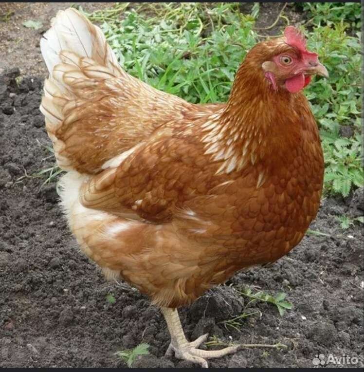 Курица рыжая
