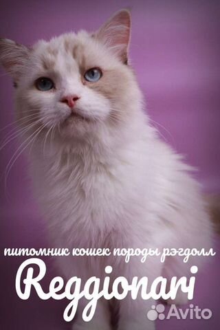 Котенок-девочка рэгдолл, ragdoll