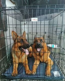 Клетка для больших собак с пластиковым поддоном