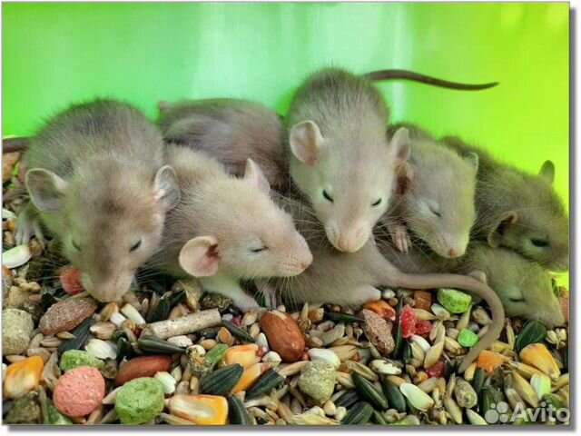 Крысы Дамбо. Доставка крысят
