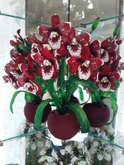 Орхидея мильтония