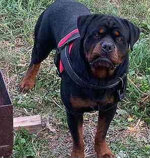 Ротвейлер кропоткин. Ротвейлер краснодарский край. Ротвейлер краснодарский край. Ротвейлер щенок. Карликовый ротвейлер щенок серый.