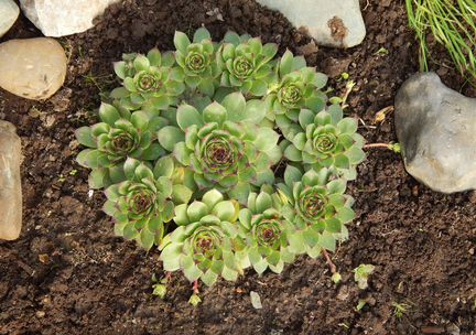 Суккуленты - Молодило - каменная роза