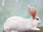 Кролики белый паннон объявление продам