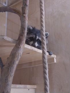 Передержка животных, выкармливание стрижей