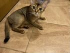 Абиссинская кошка ищет жениха объявление продам