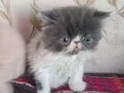 Персидские экзот котенок объявление продам