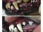 Чистка зубов собакам (ультразвуком, без наркоза)