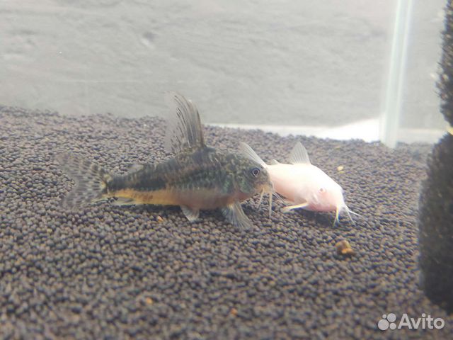 Аквариумные рыбки и растения