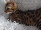 Бенгальская кошка 5 месяцев объявление продам