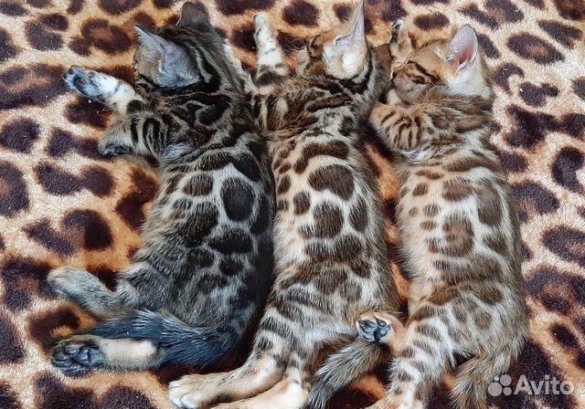 Бенгальская