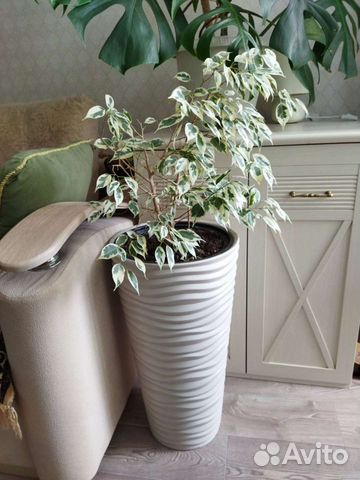 Фикус бенджамина