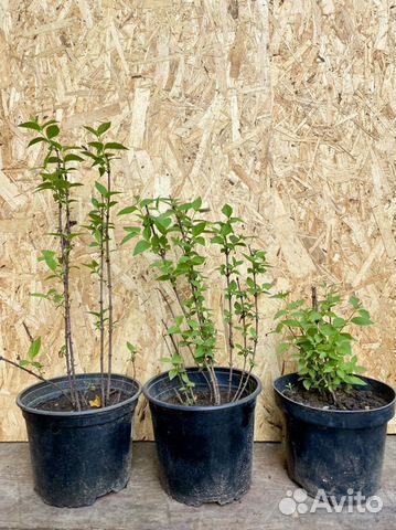 Жасмин чубушник