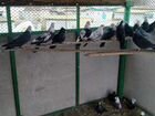 Бакинские бойные голуби объявление продам