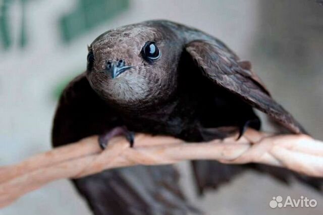 Корм для насекомоядных птиц