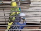 Продам двух волнистых попугаев с клеткой объявление продам