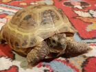 Среднеазиатская (сухопутная) черепаха объявление продам