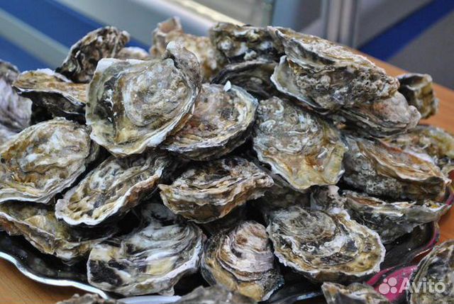 Крымская Устрица