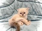 Невская маскарадная сибирская кошка объявление продам