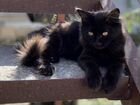 Котенок метис сибиряка черный