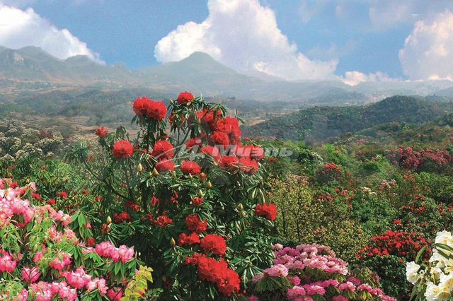 Участок 11,9 сот. (ИЖС)