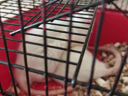 Крыса альбинос с клеткой
