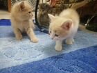 Кошки, японские бобтейлы объявление продам